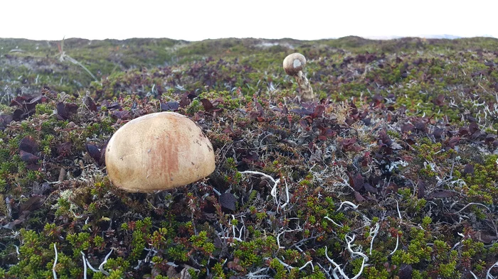Commander Islands - Beautiful view, Kamchatka, Longpost, Koryaksky Volcano, Avachinsky volcano, Kozelsky Volcano, Travel across Russia, Mushrooms, Nature, The nature of Russia, Commander Islands, My