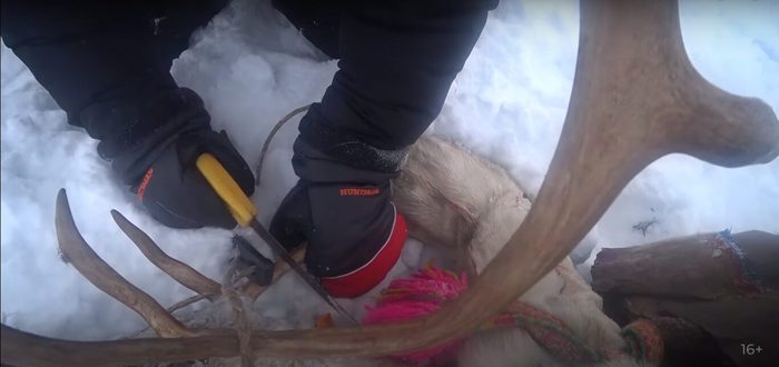 Brigade 89 extreme film about the life of reindeer herders - My, Tundra, Horns, Chum, Wolverine (X-Men), Yamal, Reindeer herder, Video, Longpost