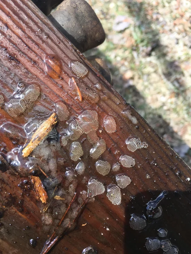 Что это за штука - 93 Перевел сам, Reddit, WhatIsThisThing, Видео, Длиннопост