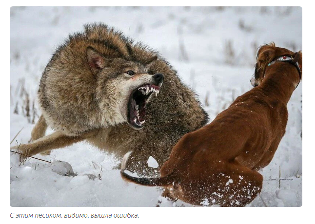 Породы собак справляющиеся с волками