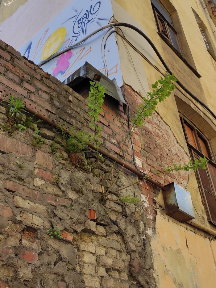 Живая стена