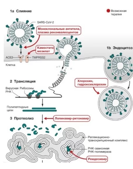 Coronavirus: about molecules and mechanisms - My, Coronavirus, Vaccine, molecules, Medications, Longpost