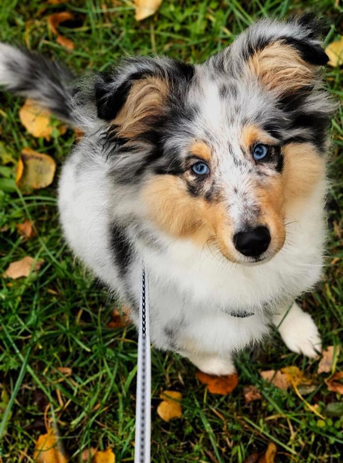 Was/Became - My, Sheltie, Dog, Longpost, It Was-It Was