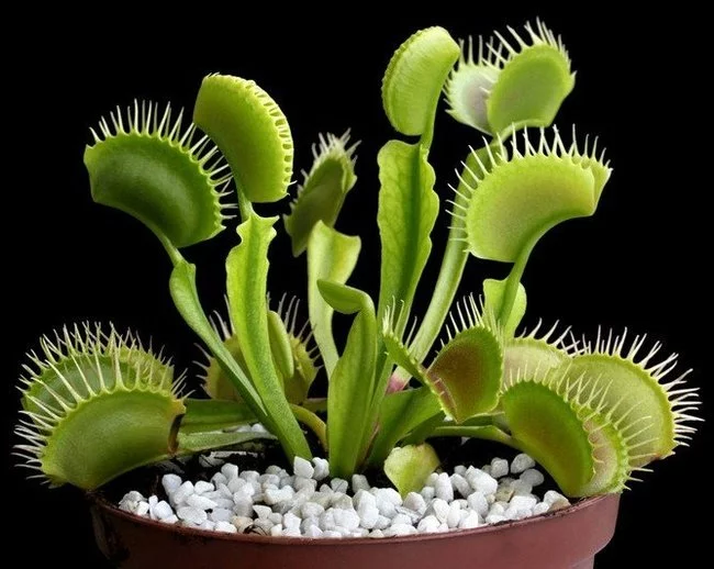 Carnivorous plants - Venus flytrap - Venus flytrap, Carnivorous plants, Informative, Video, Longpost