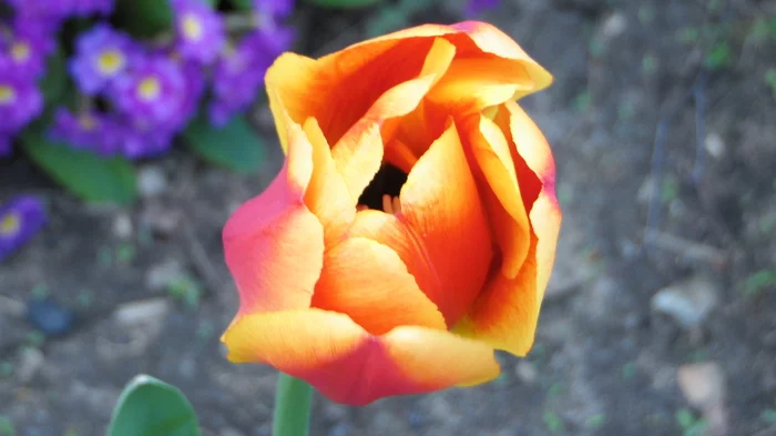 Garden tulips - My, Tulips, Spring, The photo, Beginning photographer, Flowers, Longpost