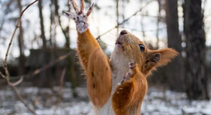 We fed the squirrels - My, Squirrel, The park, Feeding