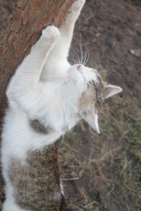 Life at the Kotoland home shelter 231 - My, cat, Shelter, Lipetsk, Shelter Cotoland, Help, Kindness, In good hands, Longpost