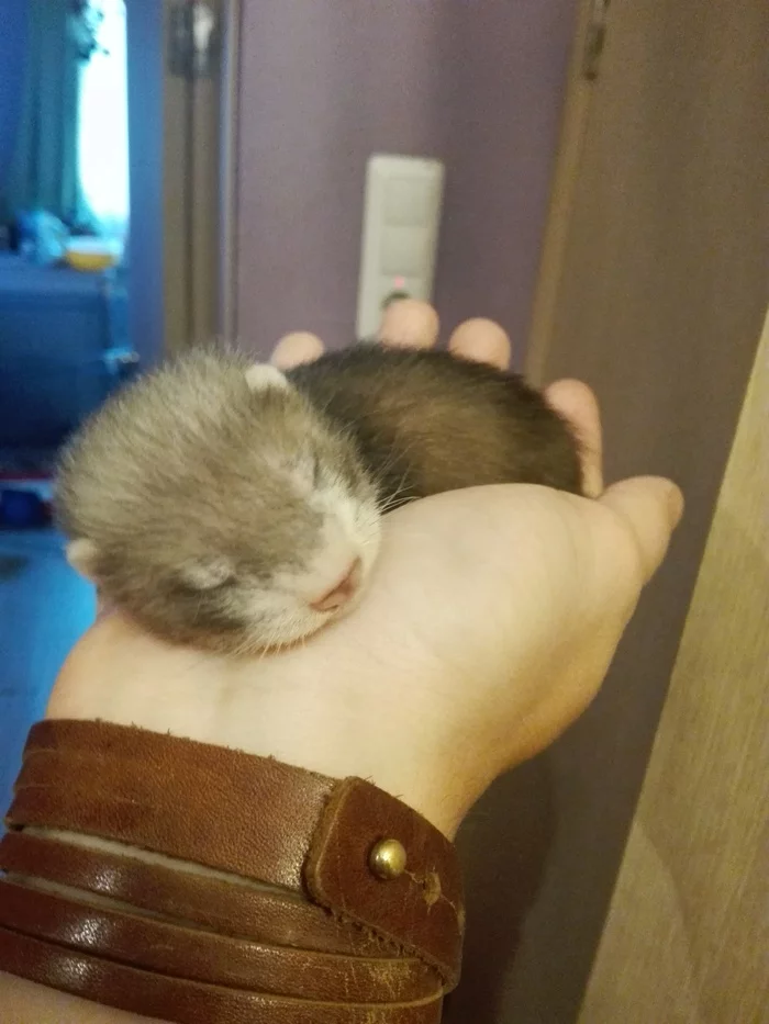 Ferret larva - My, Ferret, Milota, Pets, Longpost