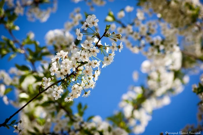 Once a year the gardens bloom - My, Ulyanovsk, Spring, Longpost, Bloom