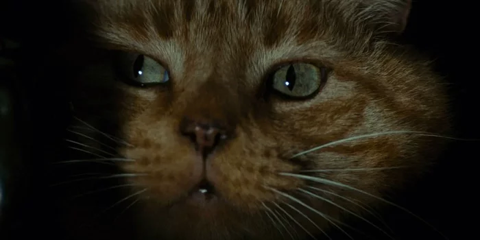 What breed is the cat? - Jonesy, cat, Stranger, Movies