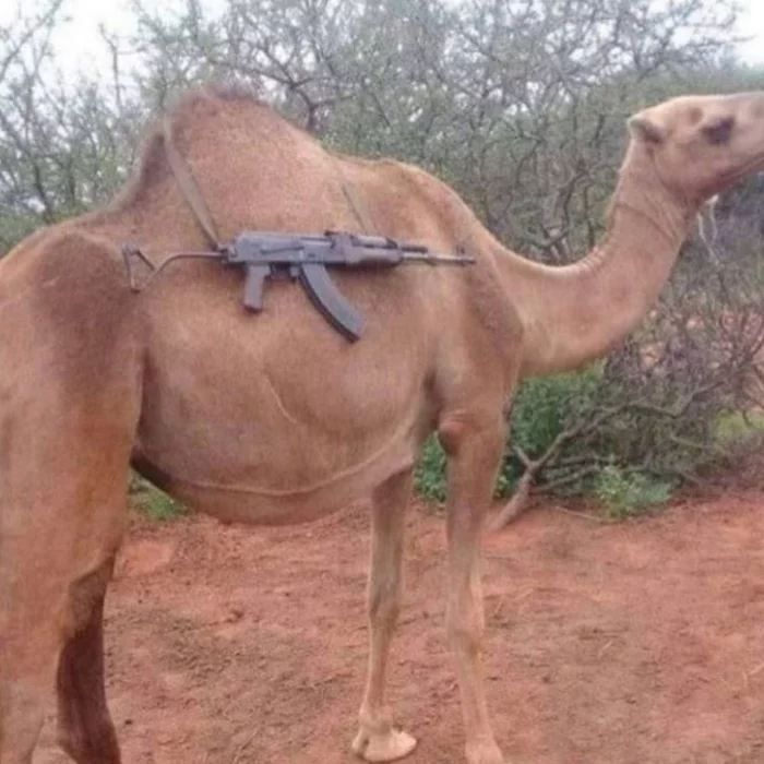 dangerous camel - Animals, Wild animals, Weapon, Memes, Funny animals