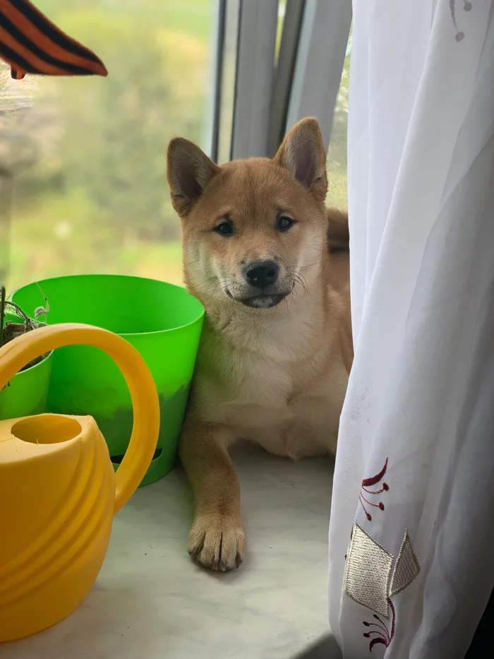 Window Kai - Dog, Milota, Shiba Inu, My