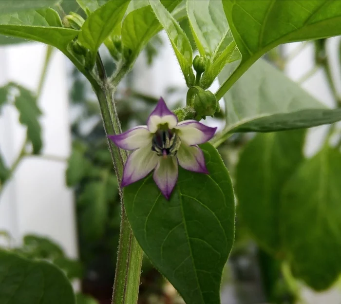 pepper flower - Pepper, Flowers, Pepper farming