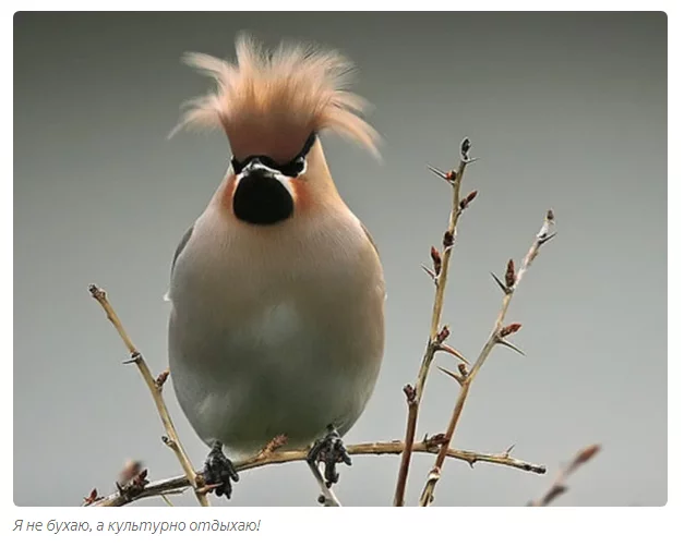 Waxwing: They are alive, but they are drunk. Russian birds are drinking like hell. How to help alcoholic birds? - Waxwing, Birds, Animals, Informative, Yandex Zen, Longpost