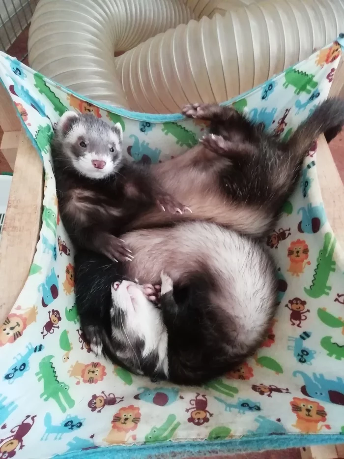 Fostering ferrets in St. Petersburg (free) - My, Ferret, Pets, Overexposure, Saint Petersburg, Longpost