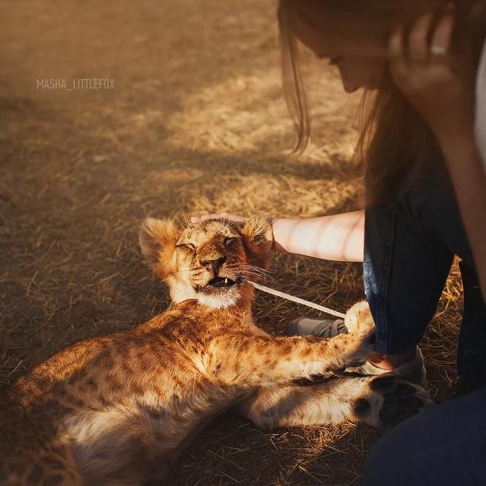 The cutest bitch - My, Lion cubs, a lion, Kus, Big cats, Wild animals, Milota, The photo