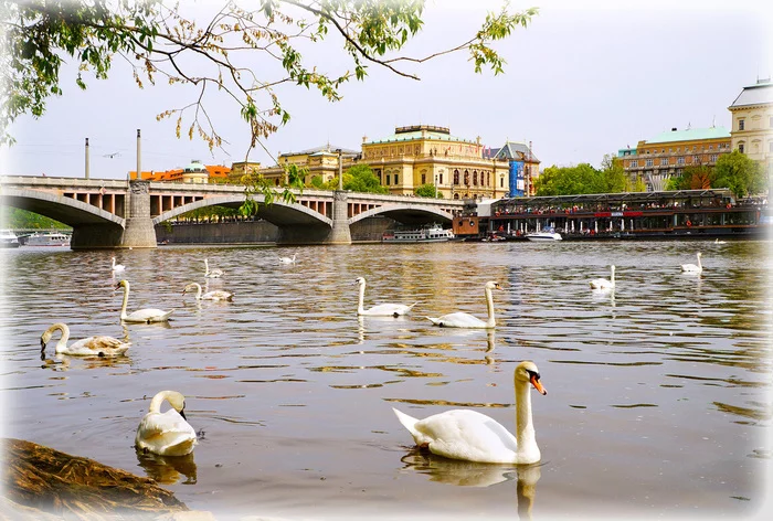 Swans on the Vltava - My, Swans, Vltava, Prague, Travels