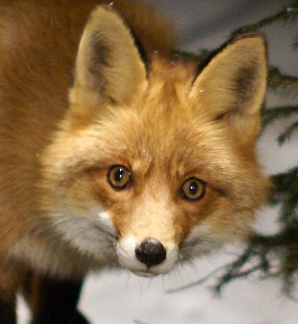 Are foxes really as cunning as in fairy tales? Fox intelligence - My, Animals, Zoopsychology, Video, GIF, Longpost, Interesting, Fox, Milota, Canines