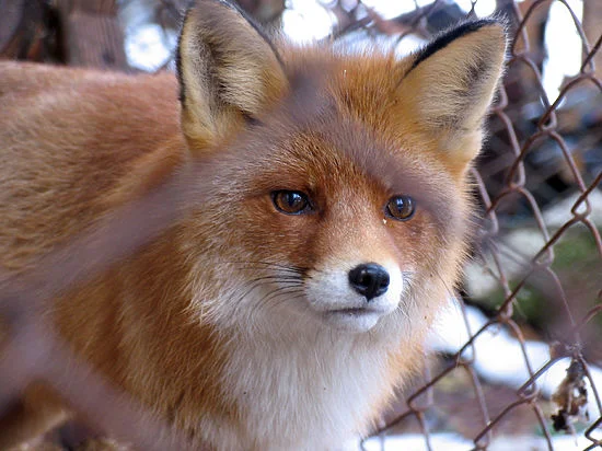 Are foxes really as cunning as in fairy tales? Fox intelligence - My, Animals, Zoopsychology, Video, GIF, Longpost, Interesting, Fox, Milota, Canines