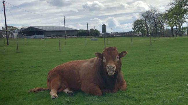 A Scottish bull named Ron scratched himself on a pole and left three villages without power. - Scotland, Pets, Bull, Light, Village, Longpost