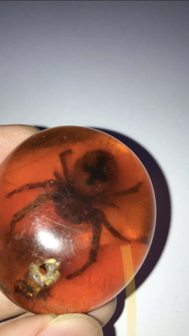 Spider with a black cross - My, Spider, What's this?, Cross, Longpost