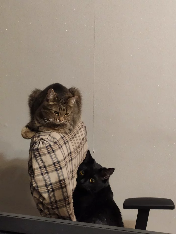 When a cat really loves to play - My, cat, House, Vertical video, Video, Longpost