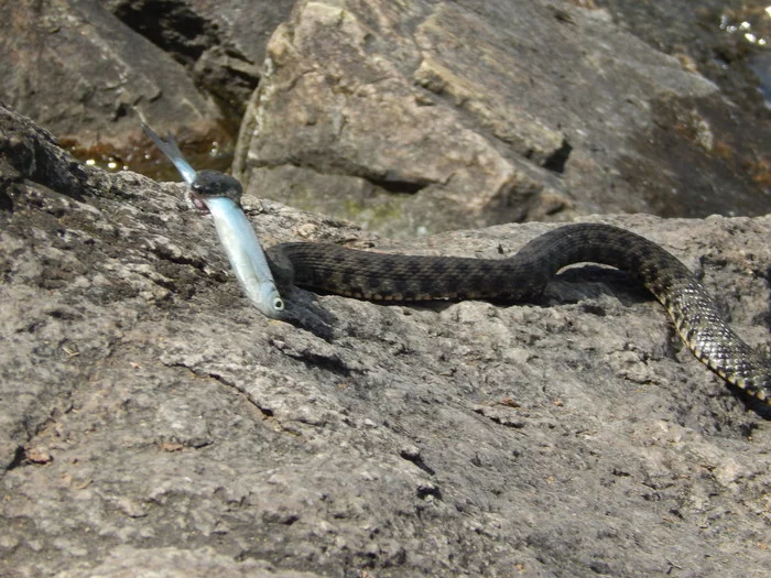 Good shot :))) - My, Lucky shot, Nature, Water Uzh, Hunting, Snake, Lucky moment