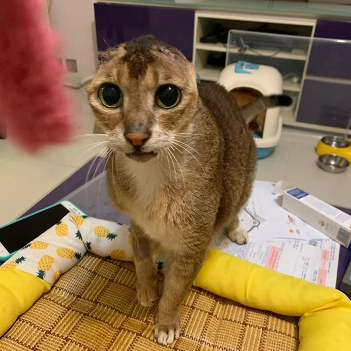 The cat who lost his ears found a new home and best friend - cat, Bum, Ears, The rescue, Pets, Animals, Longpost, Abyssinian cat