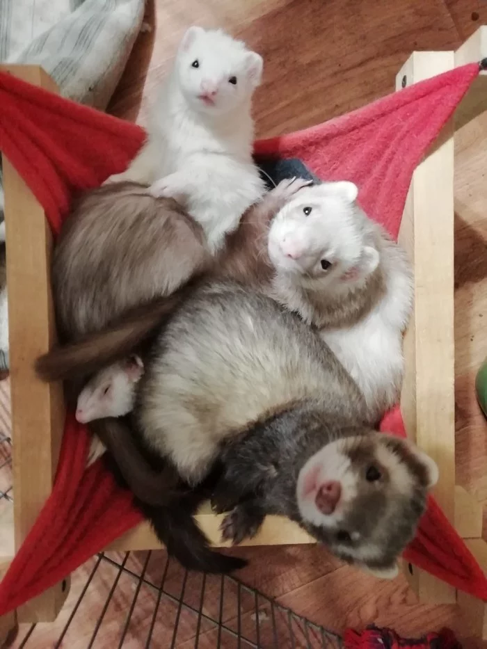 Curious noses - My, Ferret, Milota, Pets, The photo, Longpost