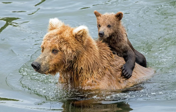 Too much water! - The Bears, Brown bears, Wild animals, wildlife, Young