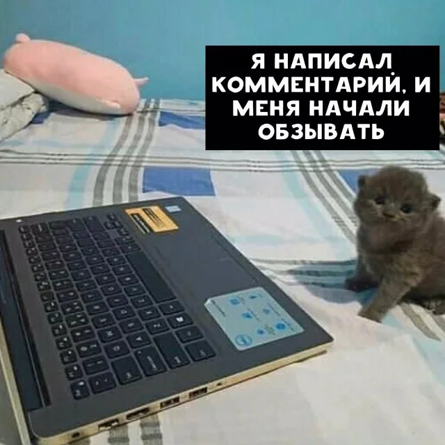 Go to comments on any post - cat, Milota, Notebook, Memes, Comments, Kittens, Picture with text