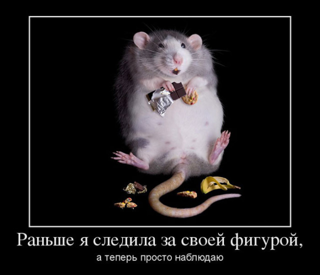 funny hamster - My, Strange humor, Hamster