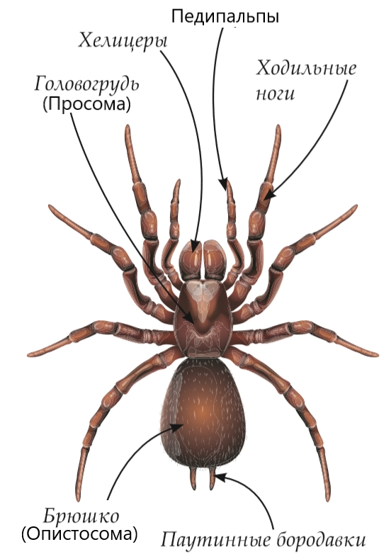 Внутреннее строение паука рисунок с подписями