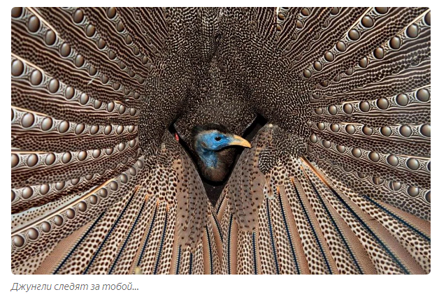 Argus Pheasant: The peacock nervously smokes on the sidelines. An underrated pontarez of the animal kingdom - Pheasant, Birds, Animals, Yandex Zen, GIF, Longpost