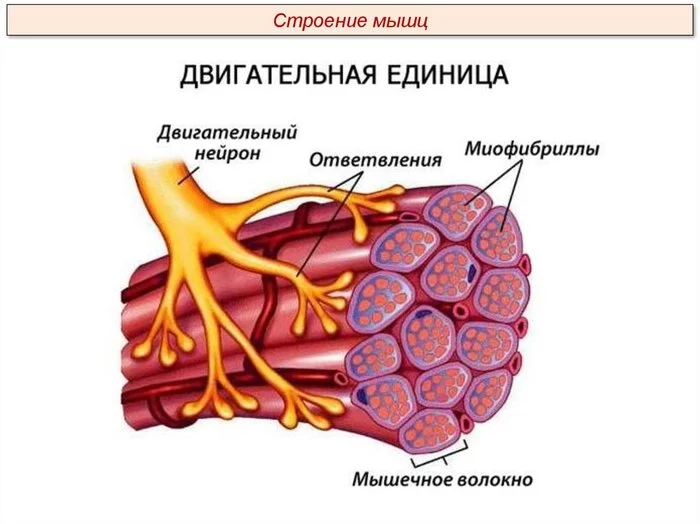 Mechanism of muscle fiber contraction - Biology, Anatomy, Muscle, Physics, Mechanics, Question