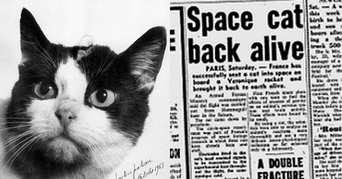 История 1 кошки. Кошка Фелисетт. Фелисетт кошка космонавт. Кошка Фелисетт фото 3. Как нарисовать Фелисетт.