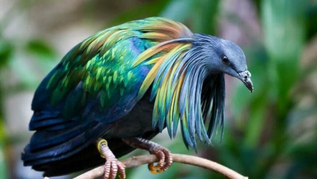 20 extraordinarily beautiful and amazing birds that you may not have even heard of - Birds, The photo, Longpost