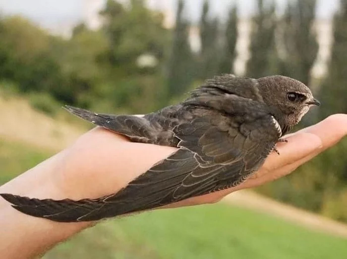 Help the swift - Help, Birds, Swift, Kindness, Spring