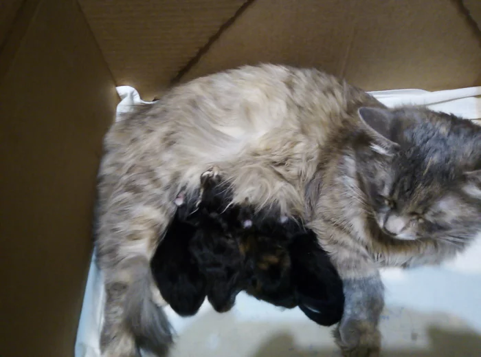 And today our cat gave birth to kittens yesterday - My, cat, Kittens