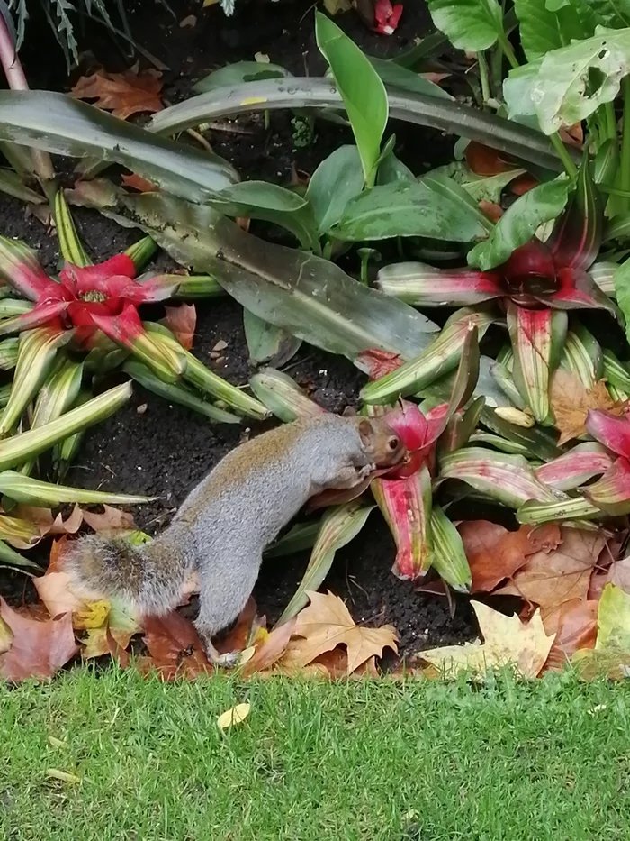 Squirrel drinks rainwater - My, Squirrel, England