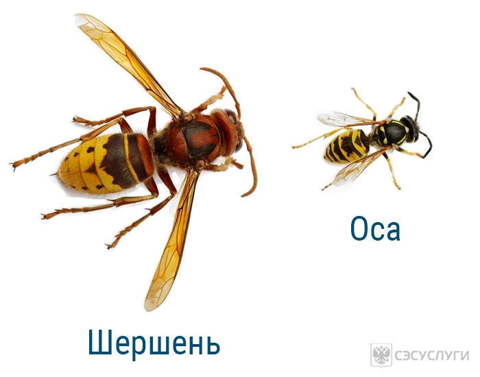 Reply to post Oo - My, Hornet, Dacha, Mat, Reply to post
