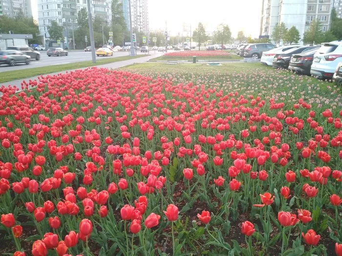 While you're sitting at home, it's May outside - My, Tulips, beauty, May, Spring