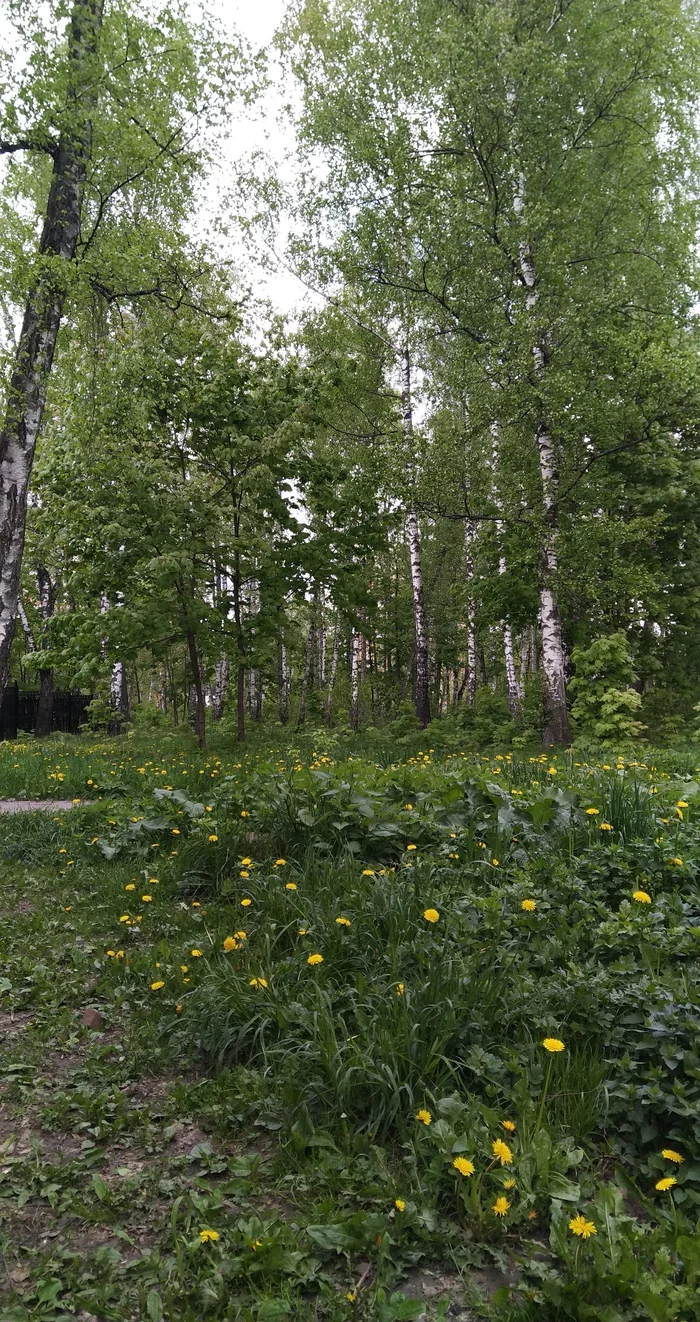 Forest - My, Forest, Today, Nature, Dandelion