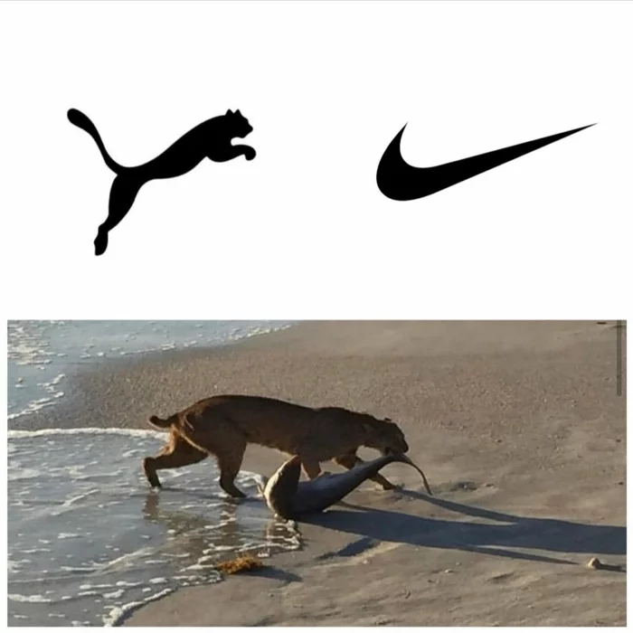 Brand Confrontation - Brands, Puma, Nike, Beach, Hunting, Shark, Lynx, Small cats