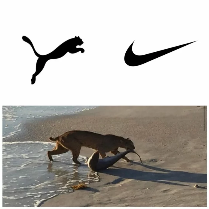 Brand confrontation - Brands, Puma, Nike, Beach, Hunting, Shark, Lynx, Small cats