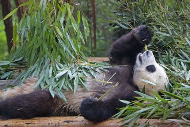 Giant panda - a symbol of China - Bear, Panda, China, Symbol, Wild animals, Protection of Nature, Longpost, The photo, The Bears, Symbols and symbols