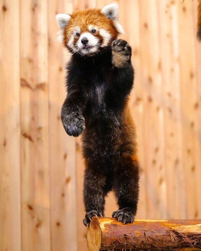 Привет от красной панды