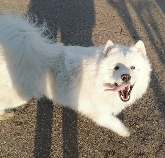 What do we care about snow, what do we care about heat, what do we care about torrential rain, when our dog is always like this...))) - Samoyed, Dog, Pets