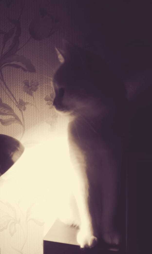 Cat with a lamp - My, Лампа, Wallpaper