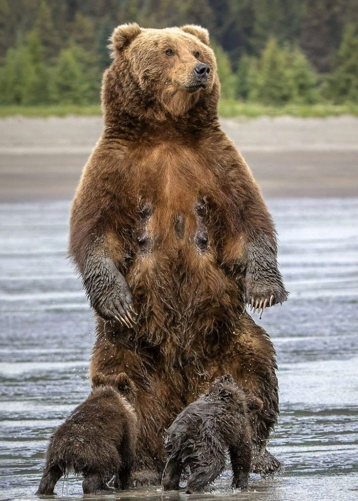 Материнство